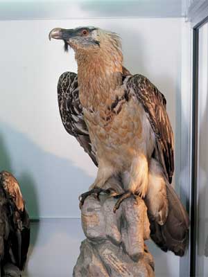 museo_ornitologico.jpg